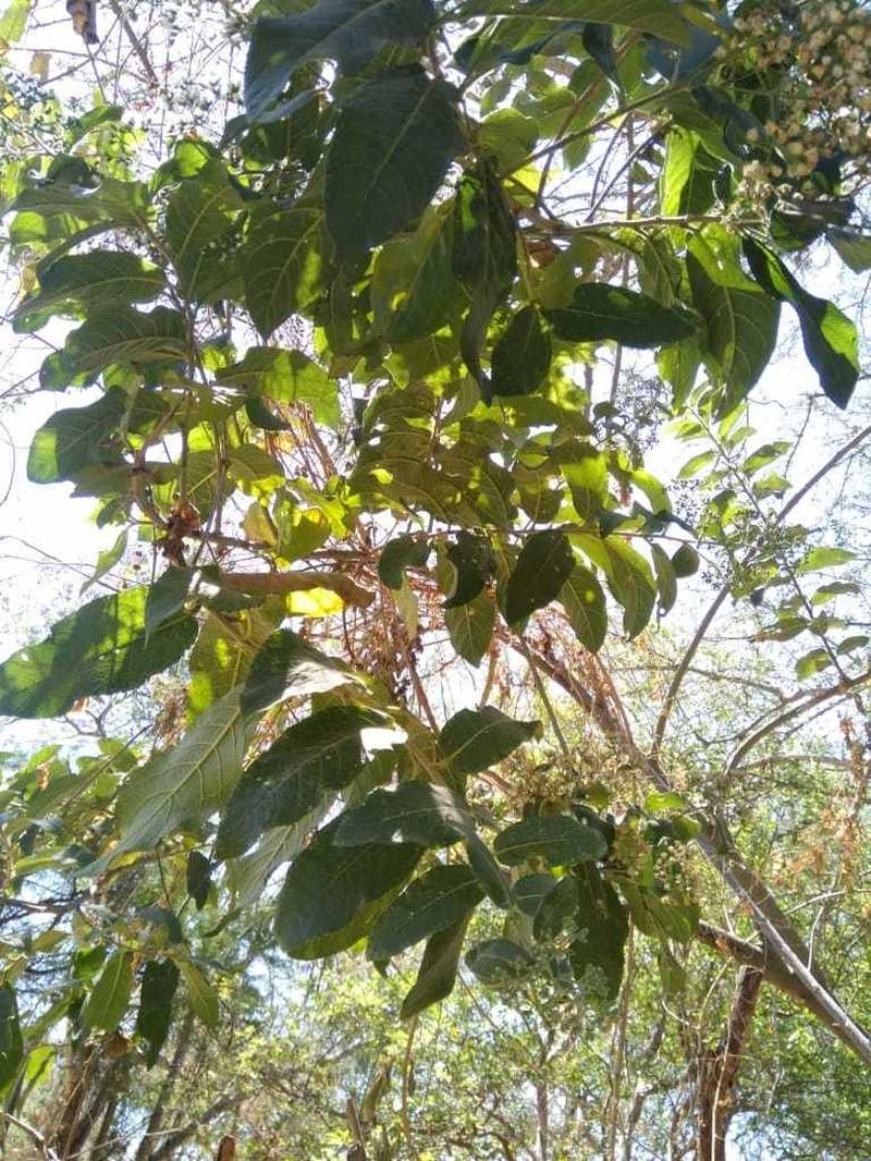Vernonanthura cordata photo 6