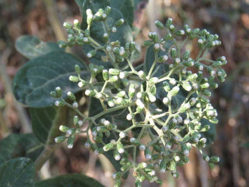 Vernonanthura cordata photo 8