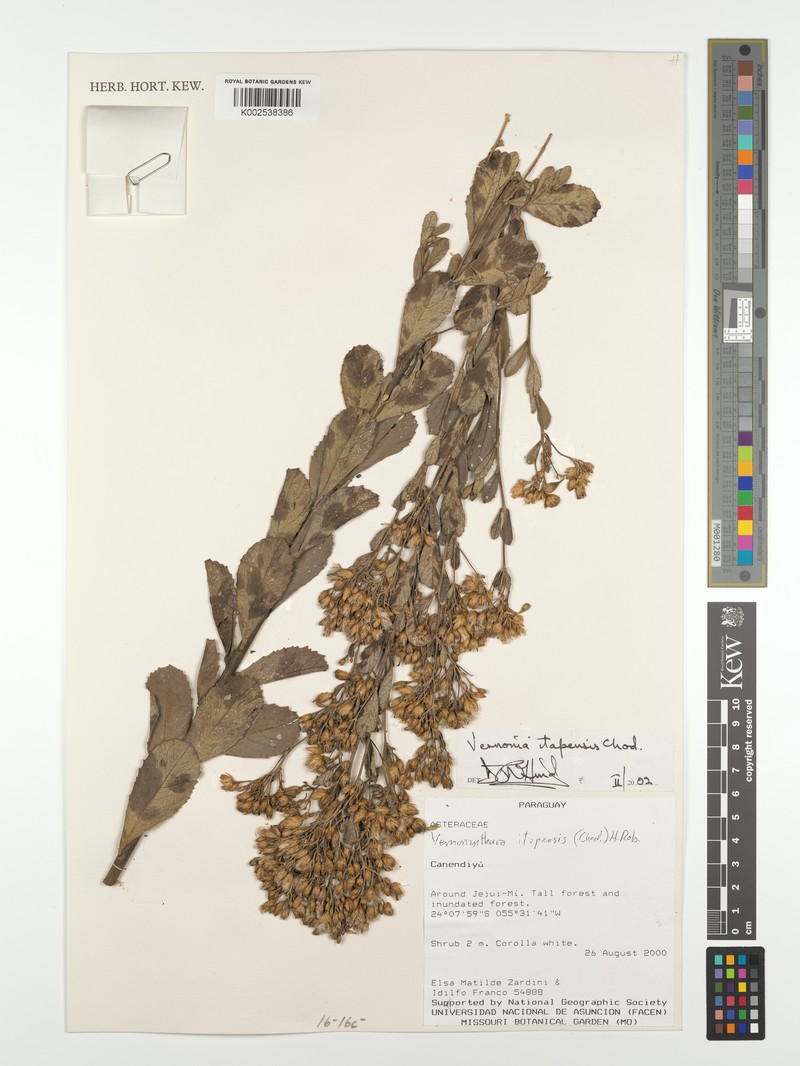 Vernonanthura cuneifolia