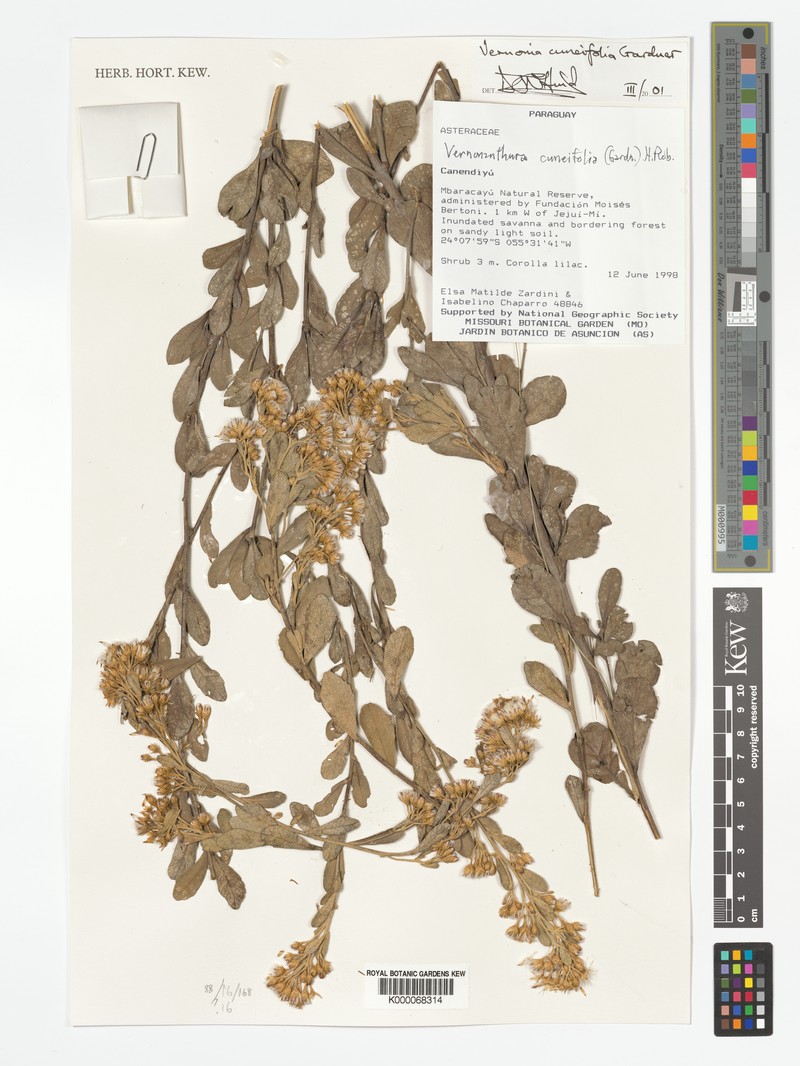 Vernonanthura cuneifolia photo 2