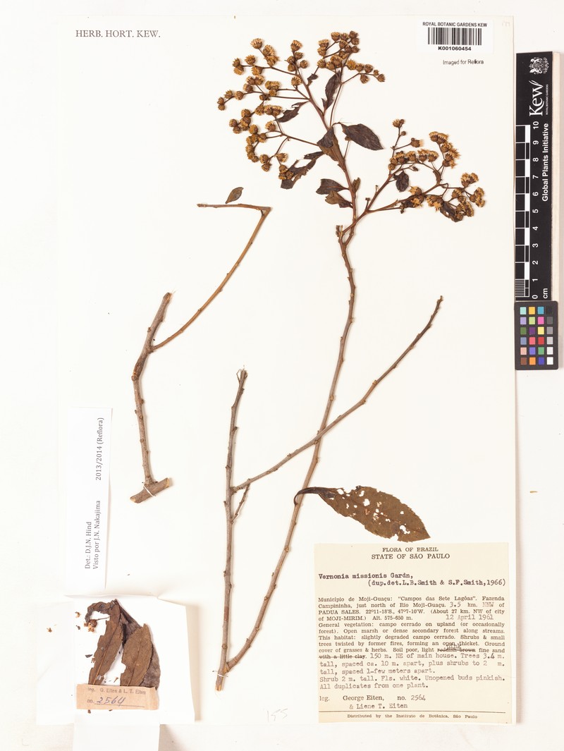 Vernonanthura cymosa