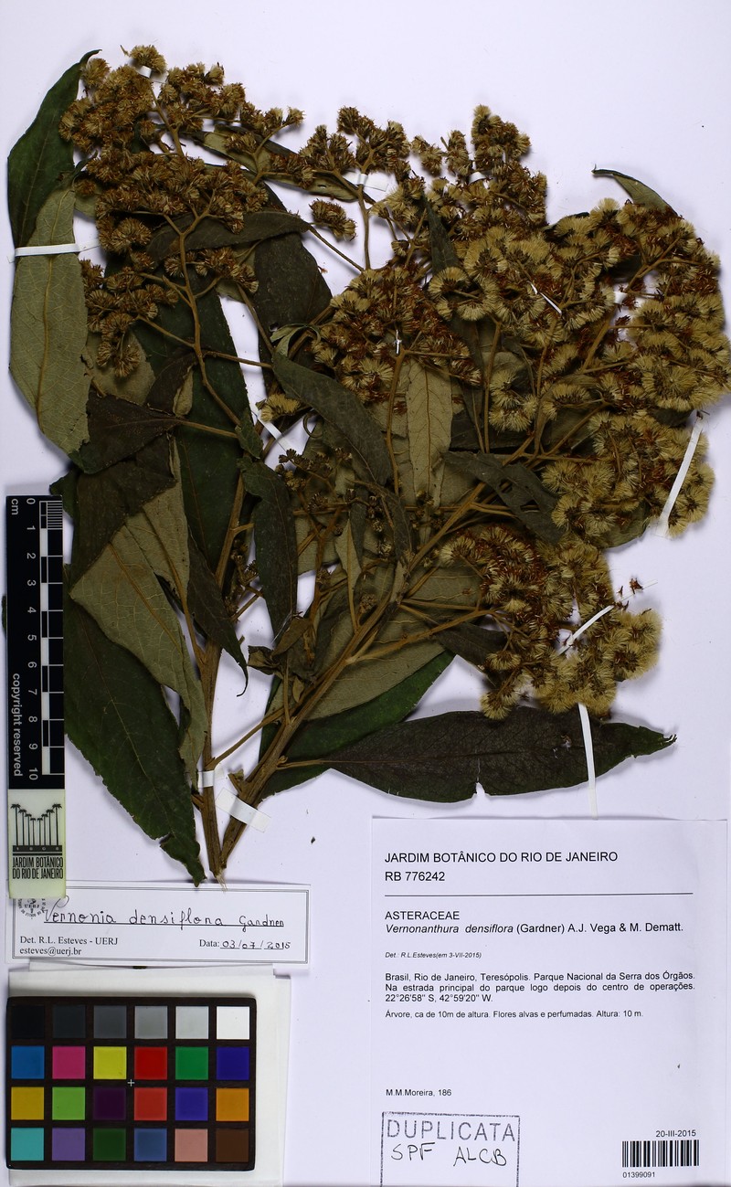 Vernonanthura densiflora