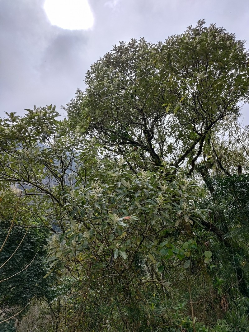 Vernonanthura discolor