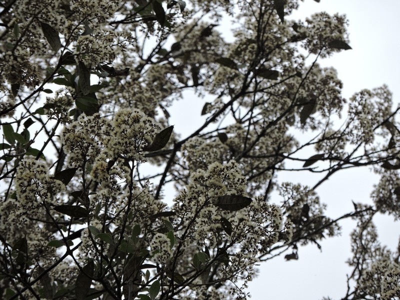 Vernonanthura discolor photo 2
