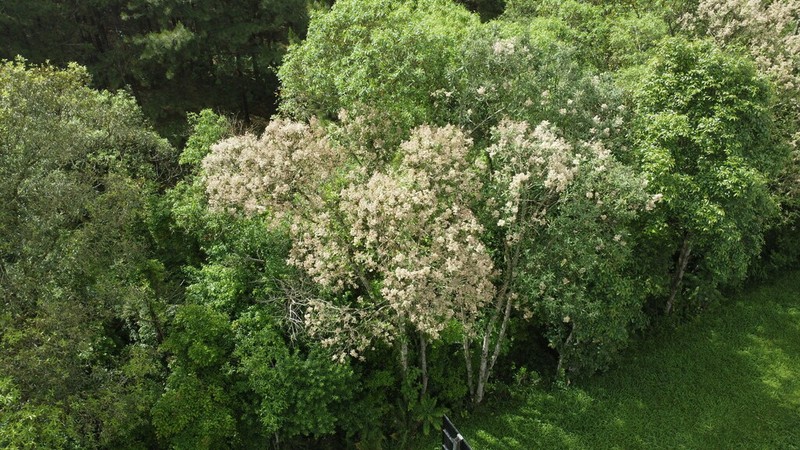 Vernonanthura discolor photo 3