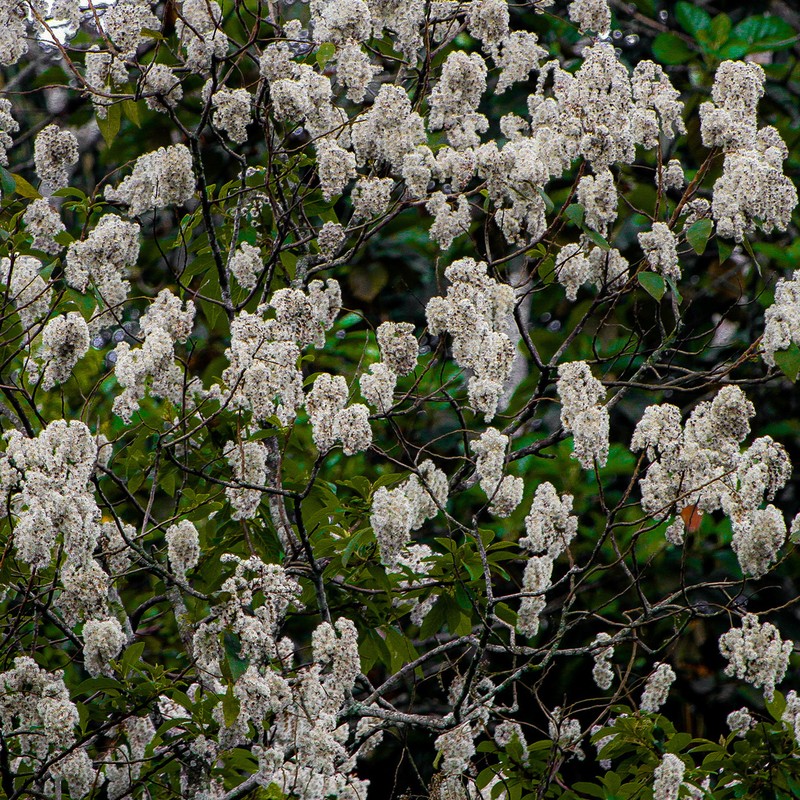 Vernonanthura discolor photo 4