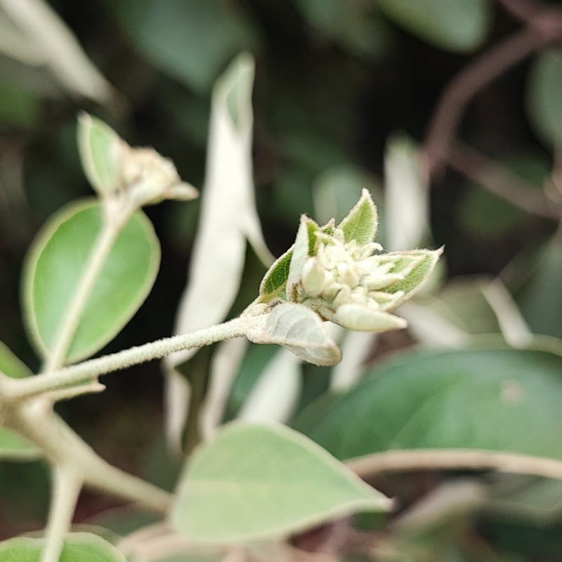 Vernonanthura discolor photo 5