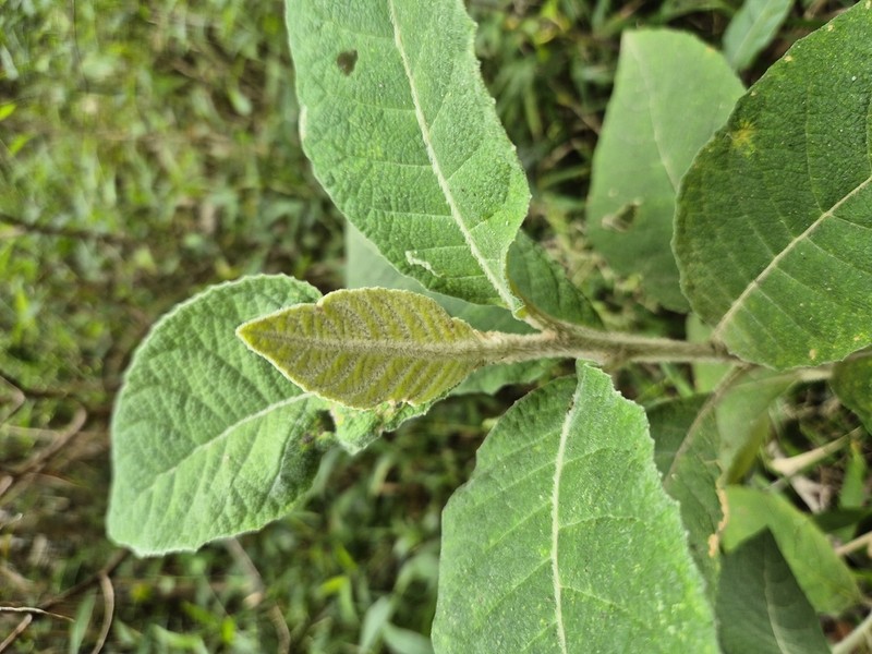 Vernonanthura discolor photo 8