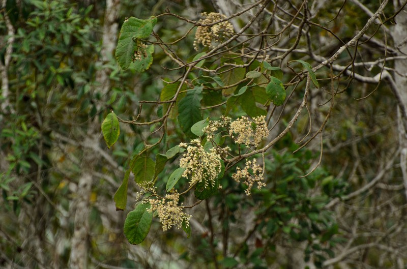 Vernonanthura divaricata