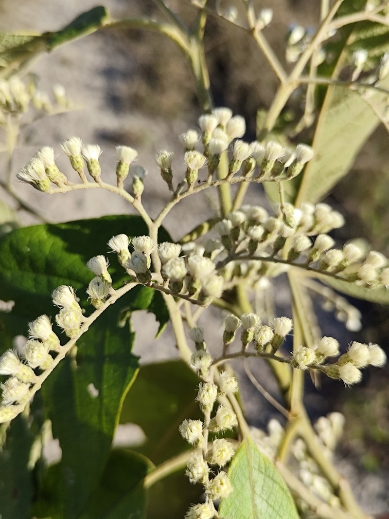 Vernonanthura divaricata photo 2