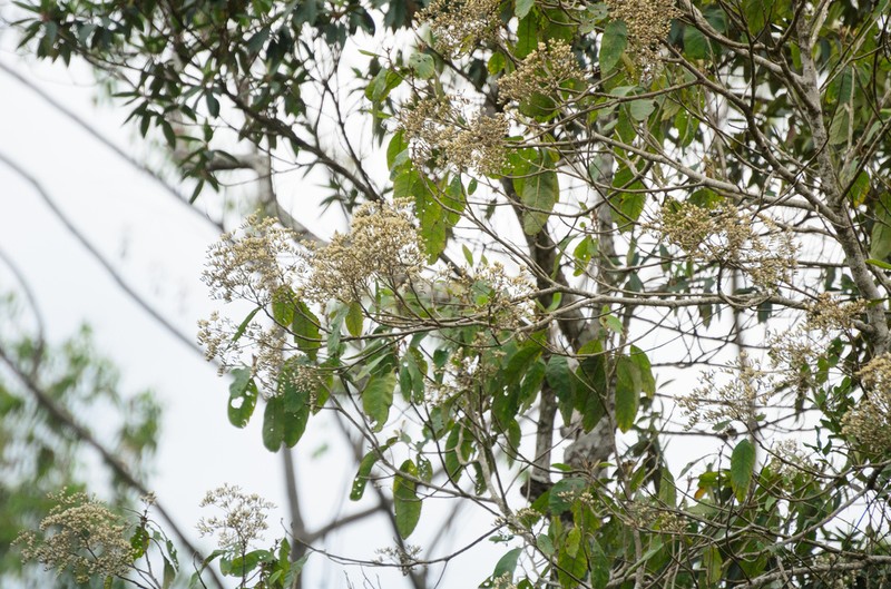 Vernonanthura divaricata photo 3