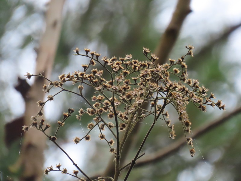 Vernonanthura divaricata photo 4