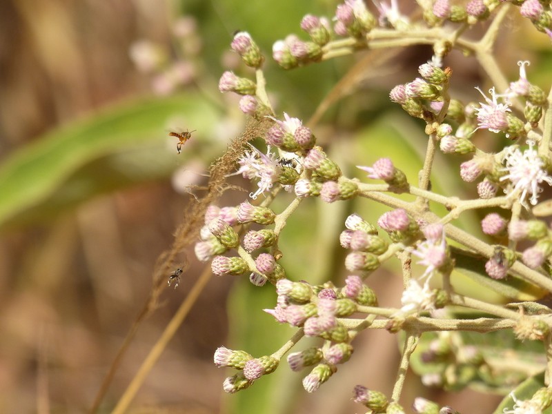 Vernonanthura ferruginea photo 2