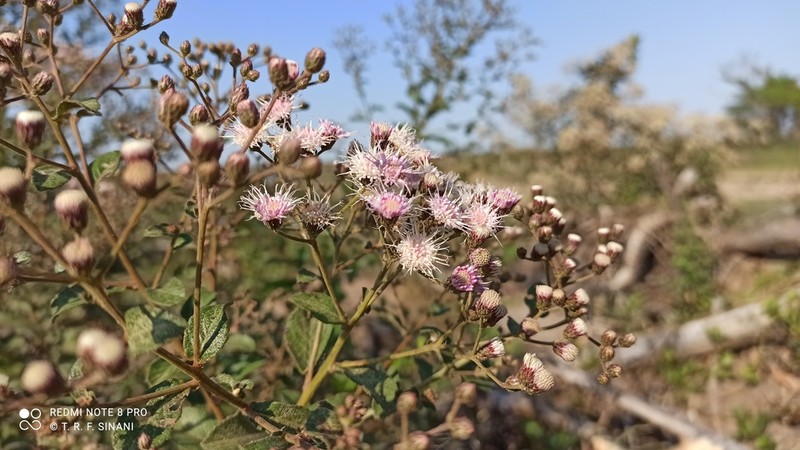 Vernonanthura ferruginea photo 3
