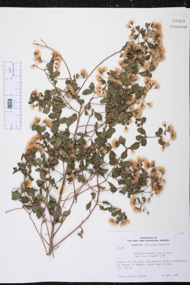 Vernonanthura fuertesii