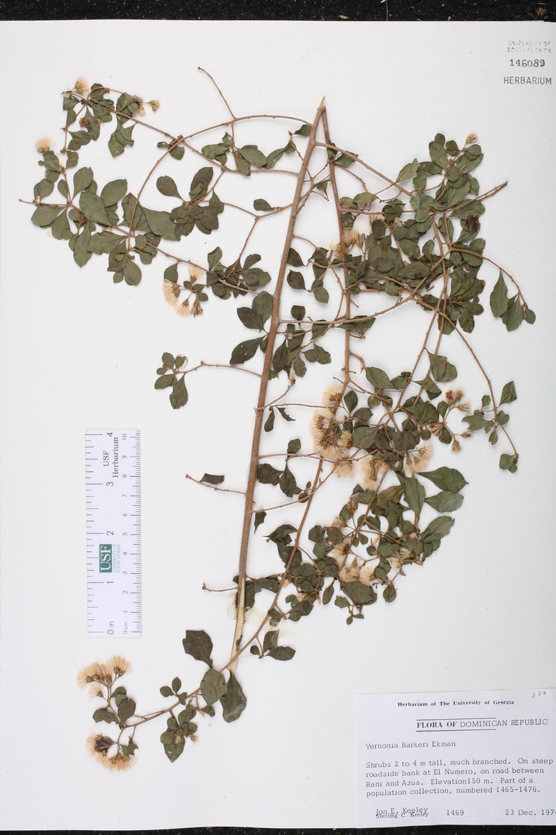 Vernonanthura fuertesii photo 2