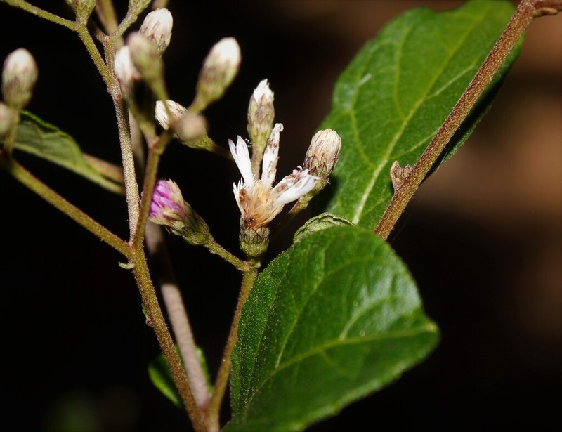 Vernonanthura havanensis