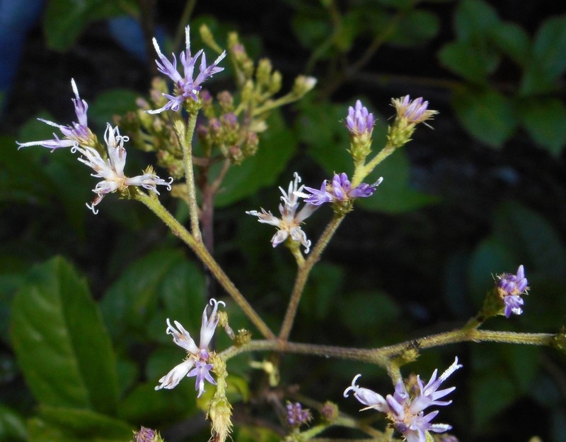 Vernonanthura hieracioides