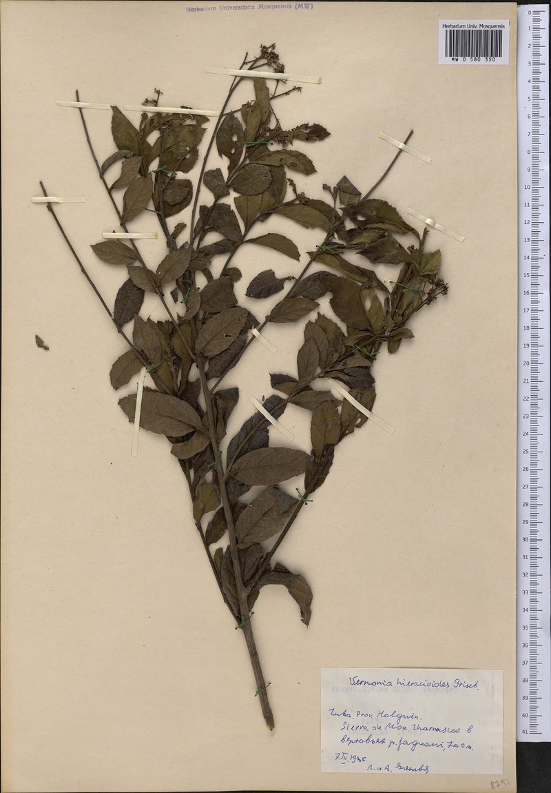 Vernonanthura hieracioides photo 2