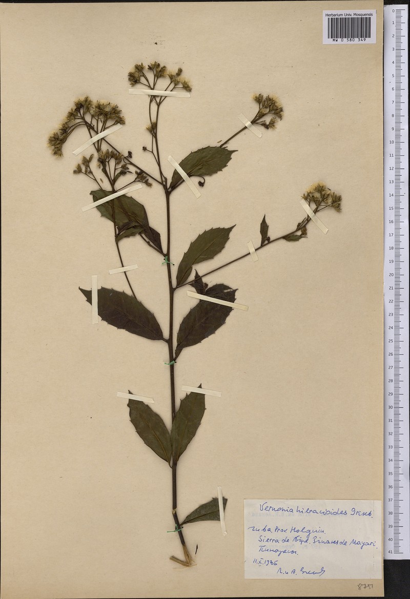 Vernonanthura hieracioides photo 3