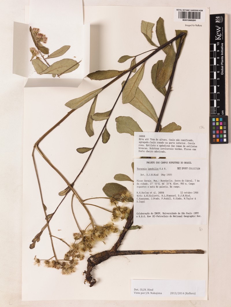 Vernonanthura ignobilis