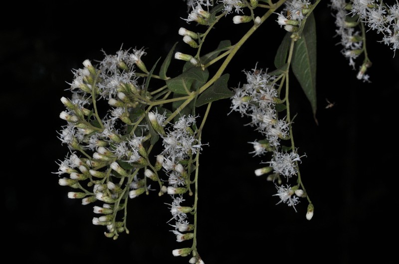 Vernonanthura lipeoensis