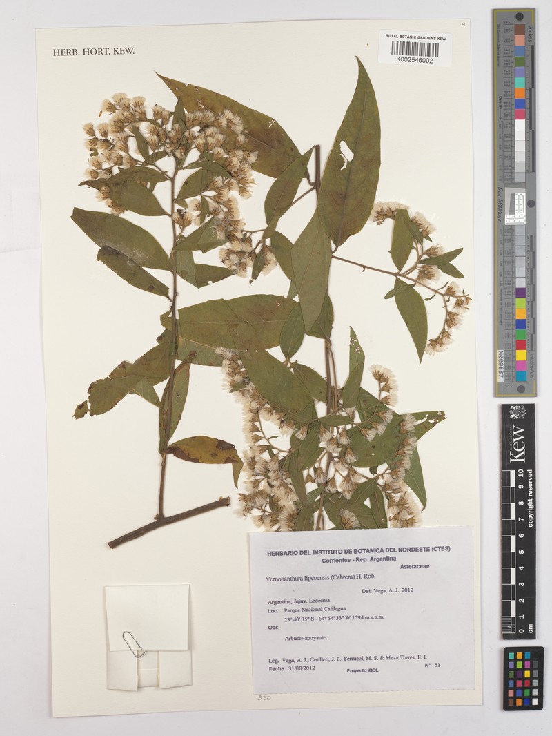 Vernonanthura lipeoensis photo 2