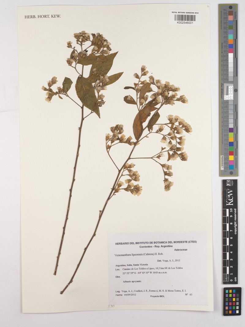 Vernonanthura lipeoensis photo 3