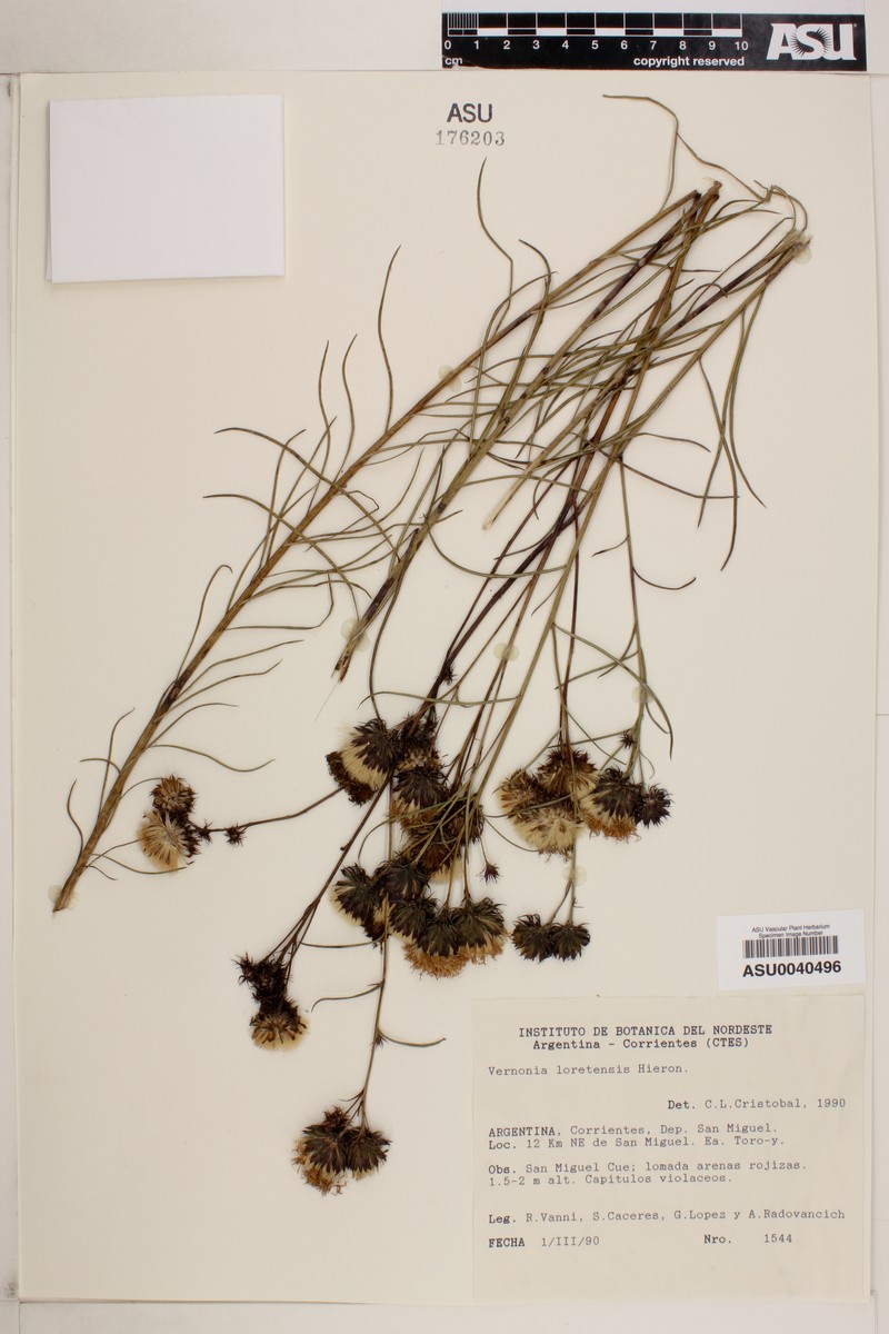 Vernonanthura loretensis