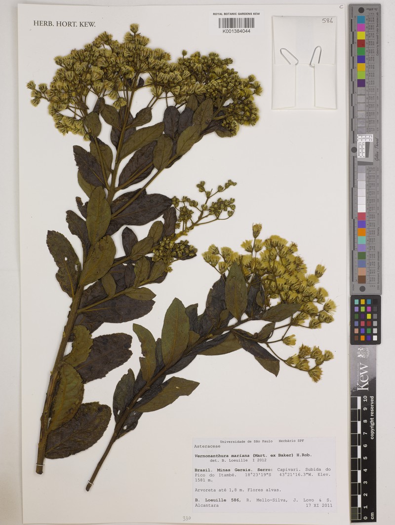Vernonanthura mariana