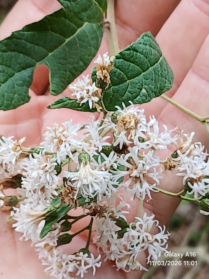 Vernonanthura menthifolia