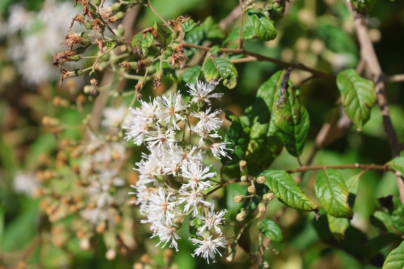 Vernonanthura menthifolia photo 2