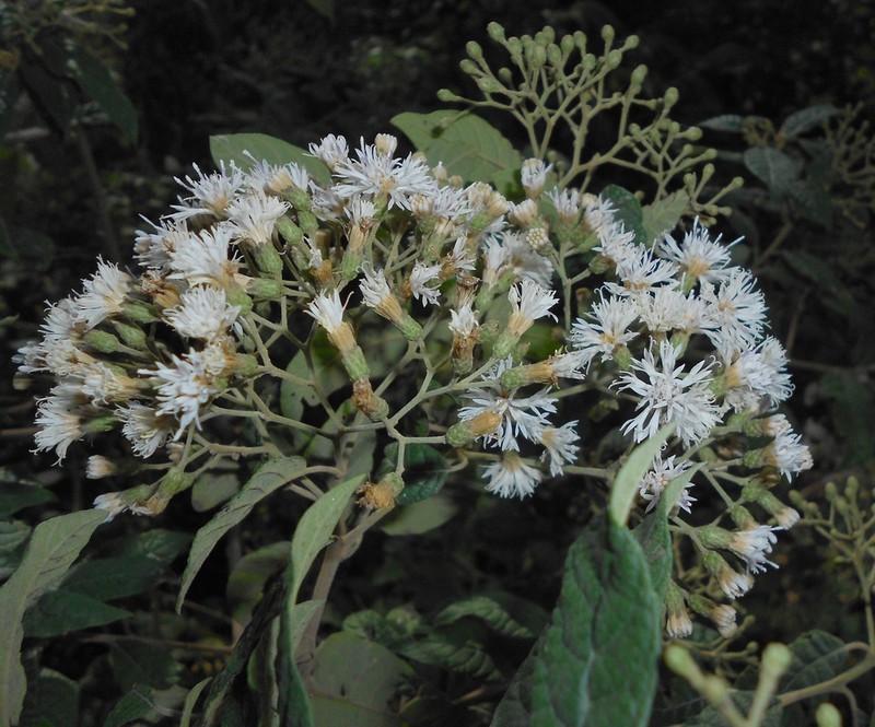 Vernonanthura menthifolia photo 3