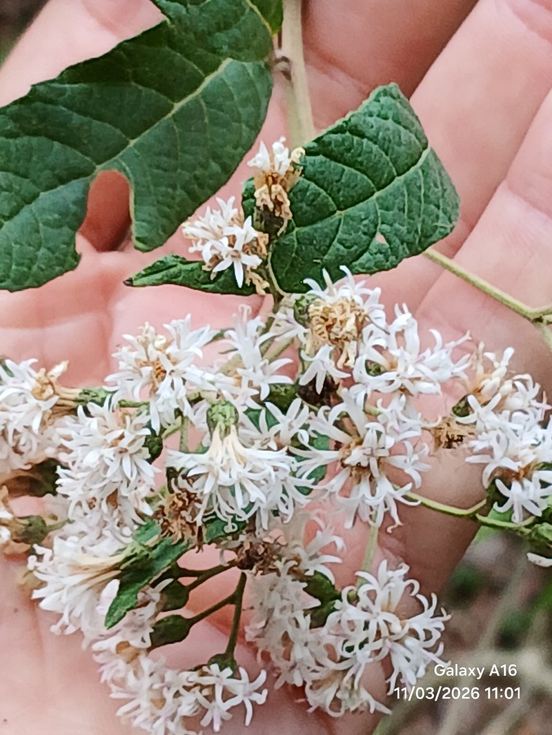 Vernonanthura menthifolia photo 4
