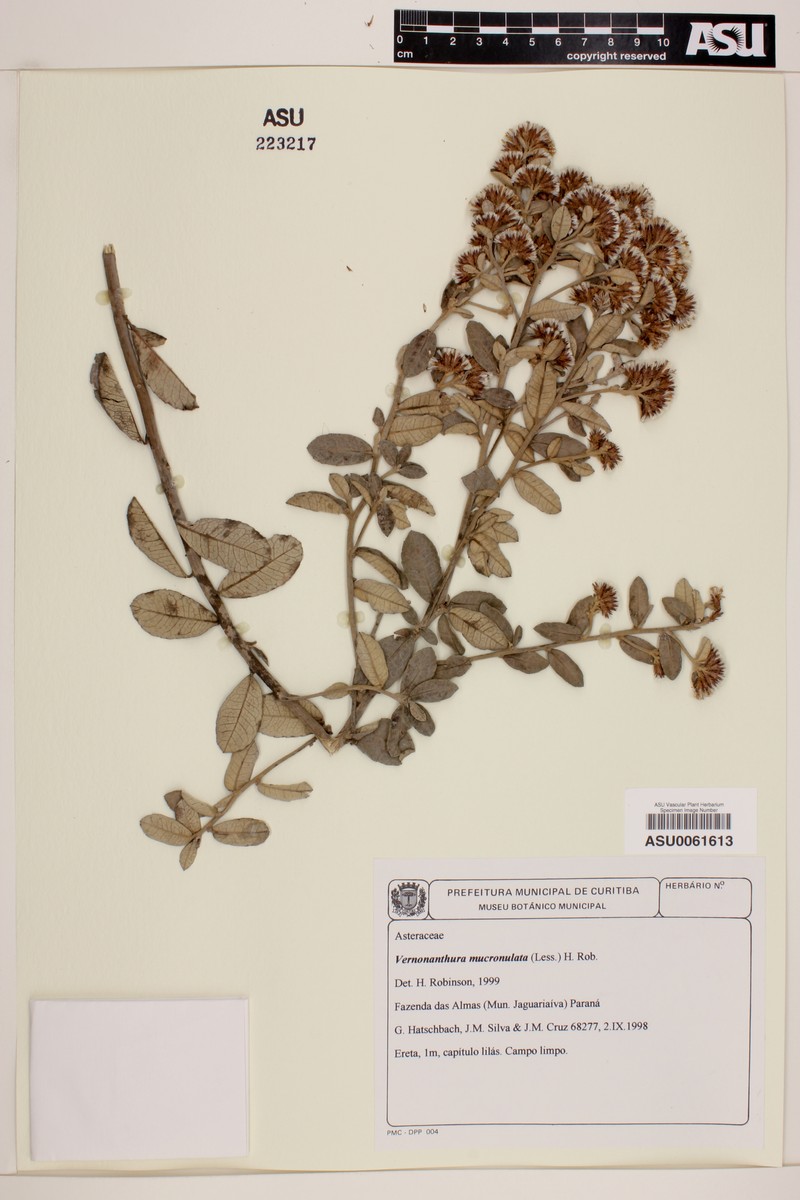 Vernonanthura mucronulata