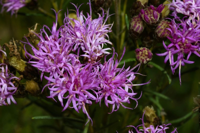 Vernonanthura nudiflora