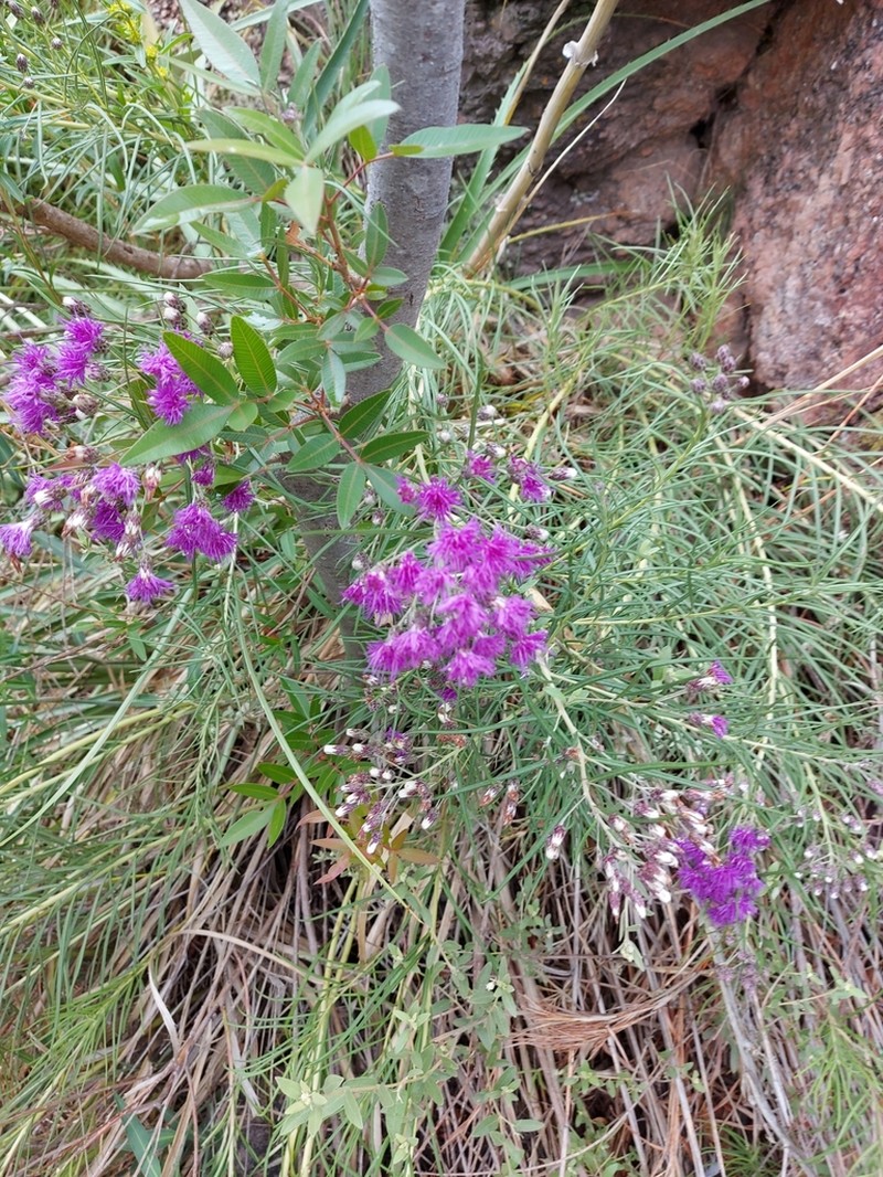 Vernonanthura nudiflora photo 8