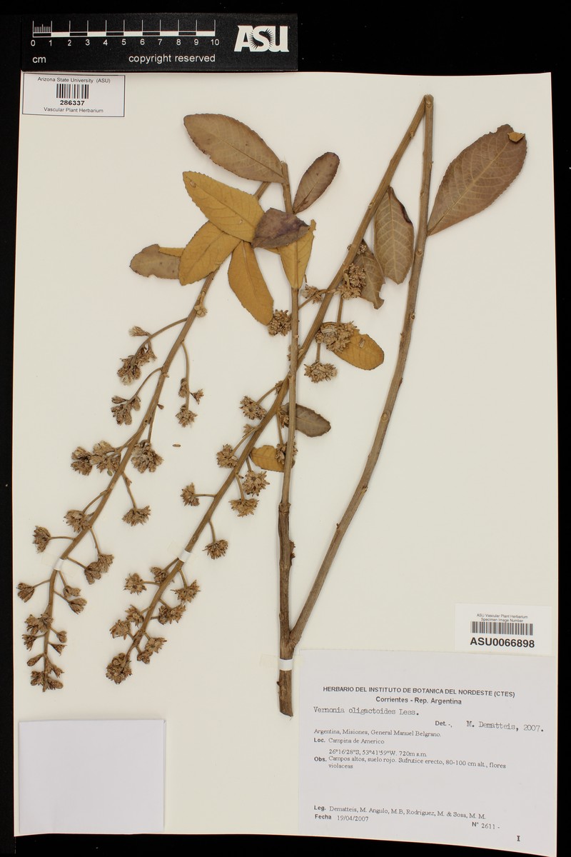 Vernonanthura oligactoides