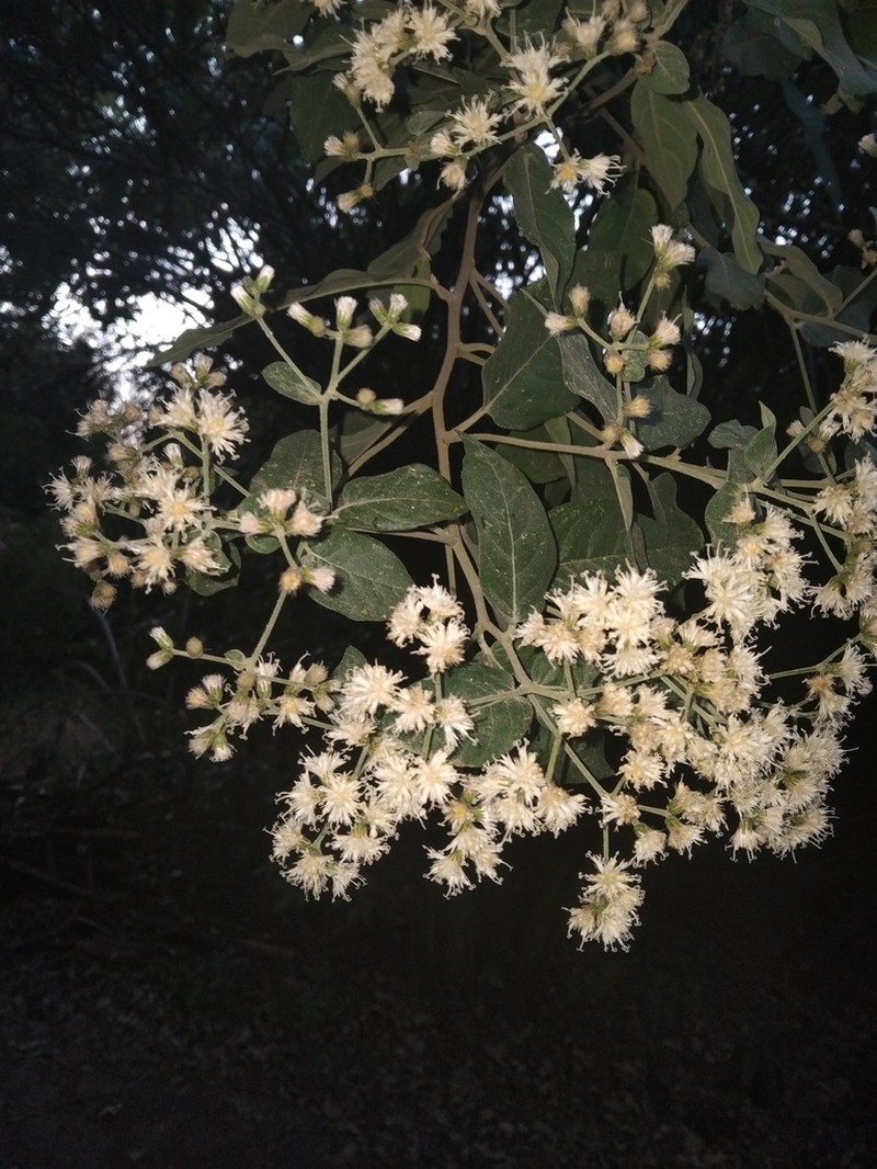Vernonanthura patens