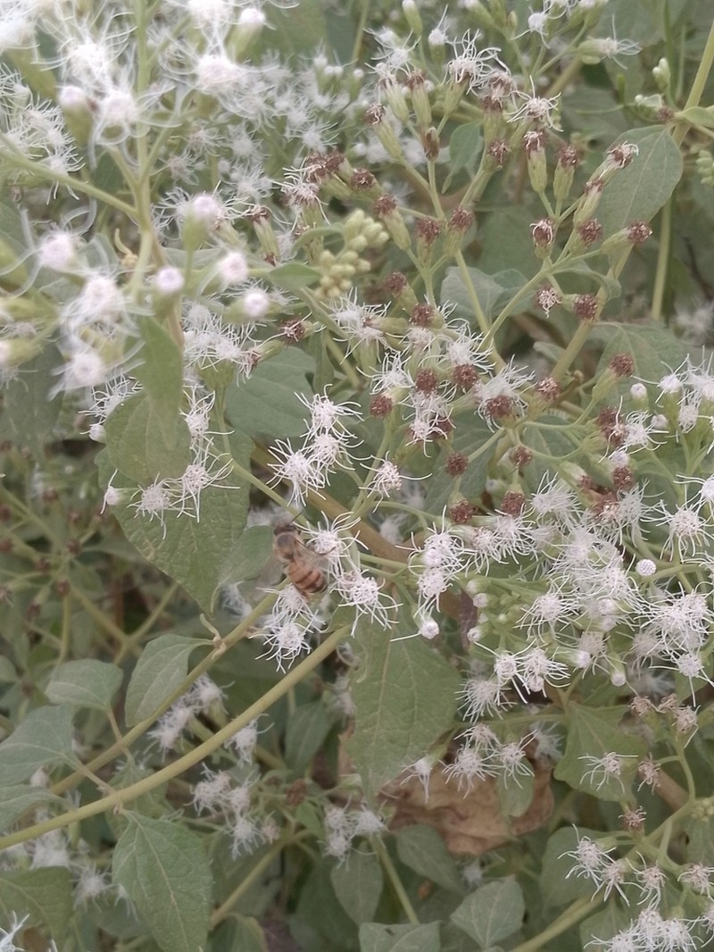 Vernonanthura patens photo 2