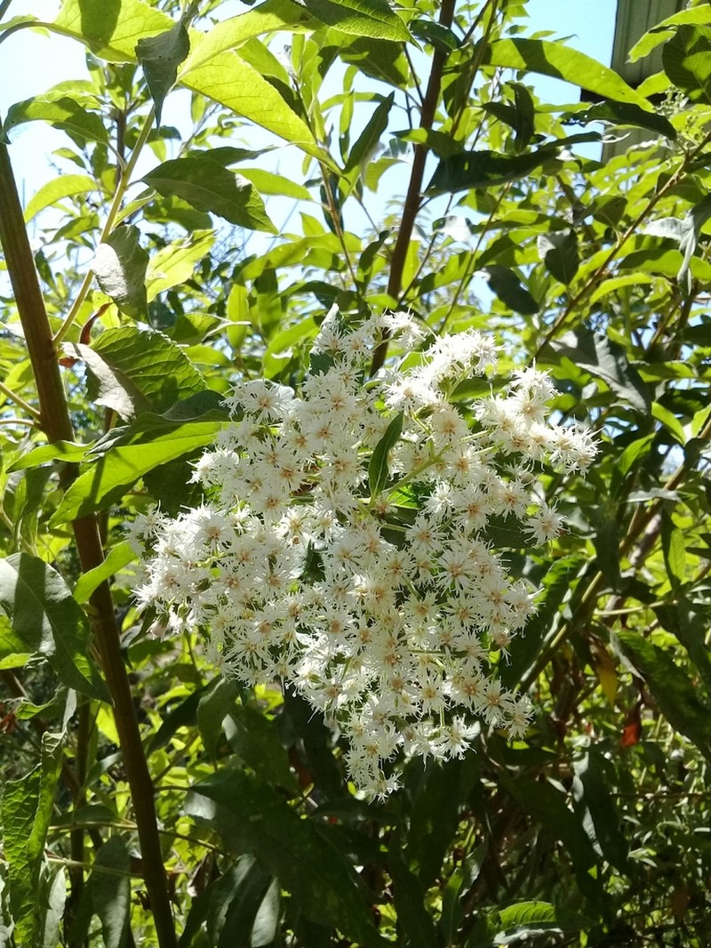 Vernonanthura patens photo 3