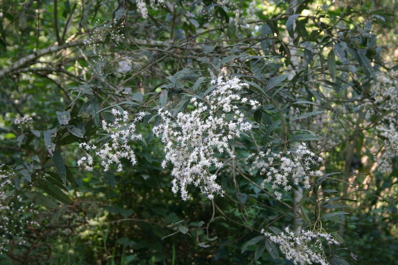 Vernonanthura patens photo 5