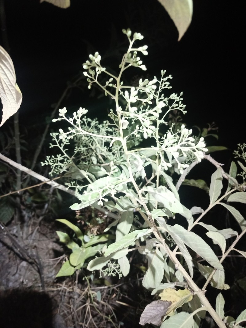 Vernonanthura patens photo 8
