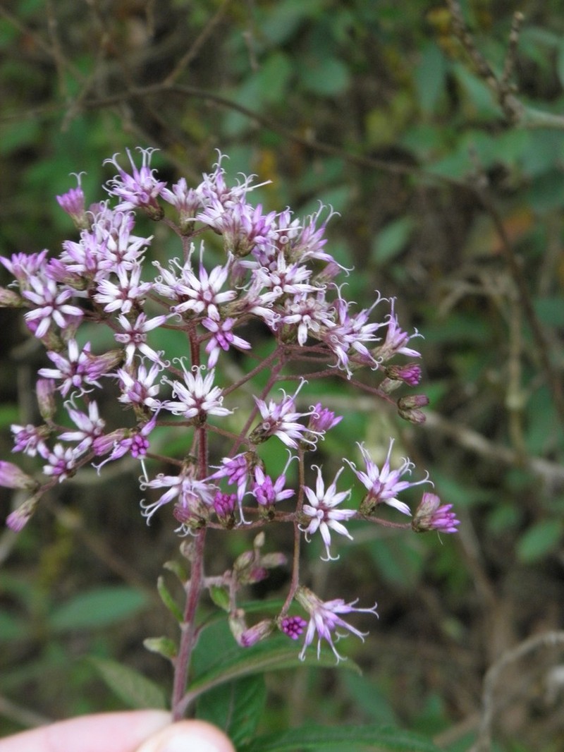 Vernonanthura petiolaris