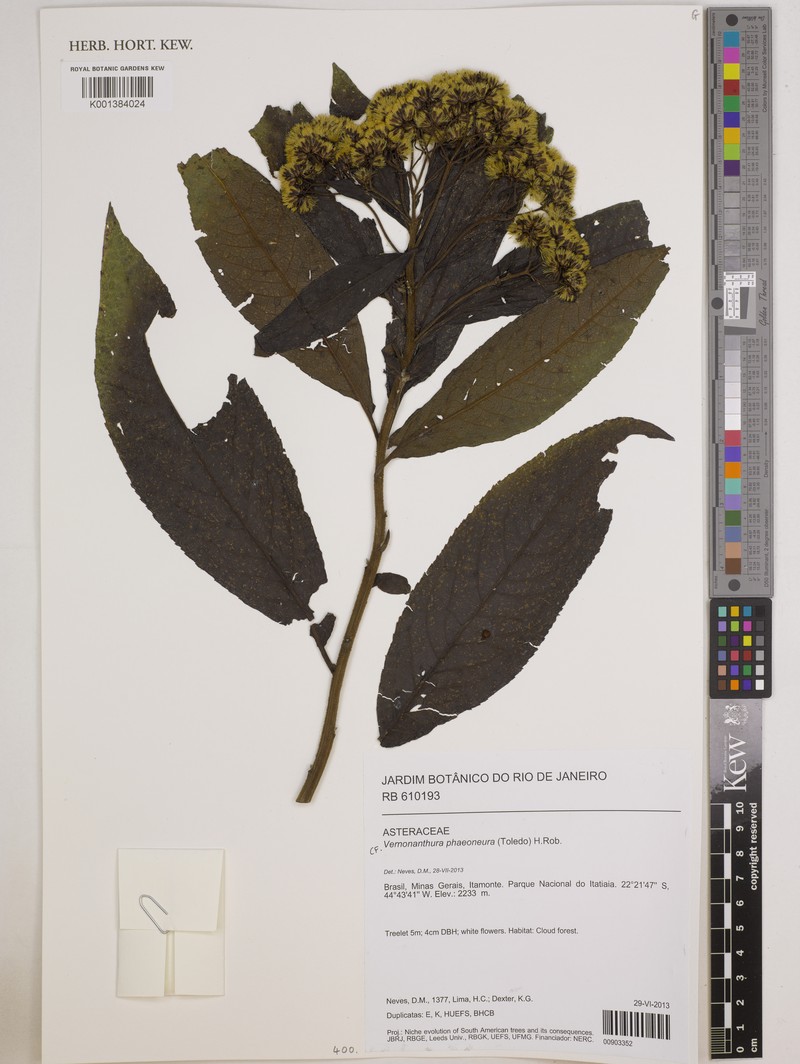 Vernonanthura phaeoneura