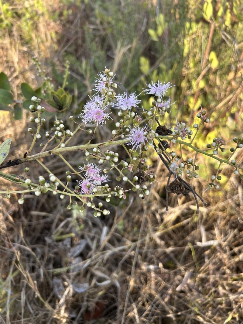 Vernonanthura phosphorica