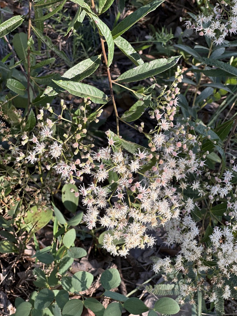 Vernonanthura phosphorica photo 2