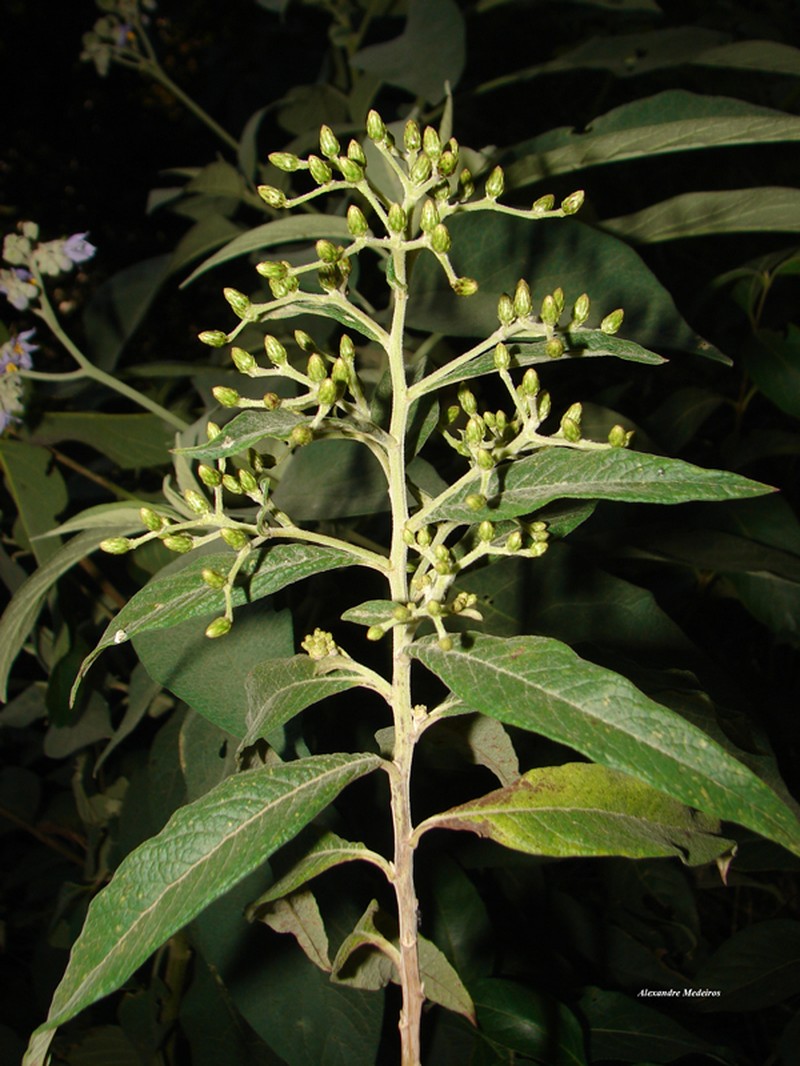 Vernonanthura phosphorica photo 3