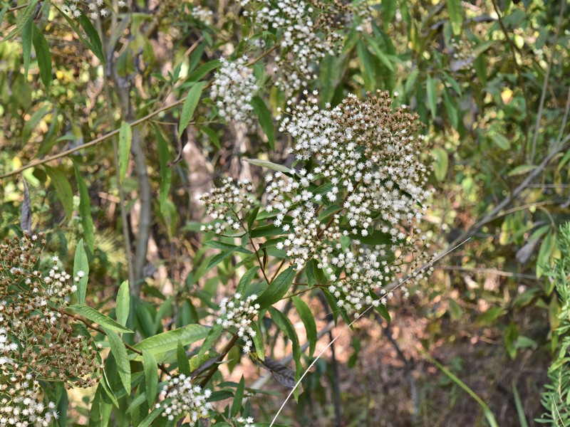 Vernonanthura phosphorica photo 4
