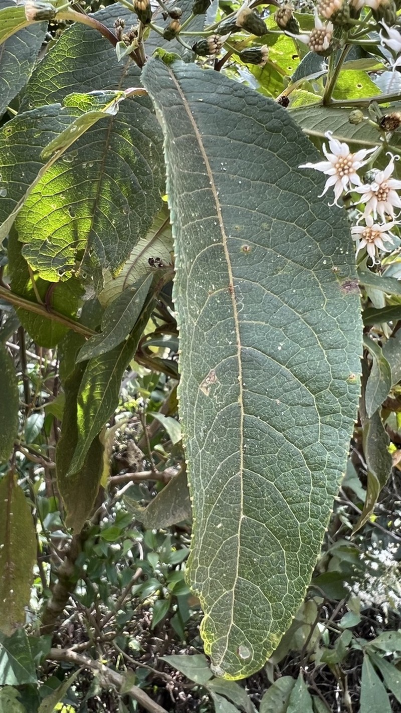 Vernonanthura phosphorica photo 5